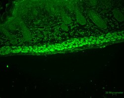 Invitrogen AHA1 Monoclonal Antibody (25F2.D9), APC 100 &mu;g; APC:Antibodies,
