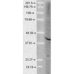 Invitrogen AHA1 Monoclonal Antibody (25F2.D9), PerCP 100 &mu;g | Buy Online | Invitrogen&trade; | Fisher Scientific
