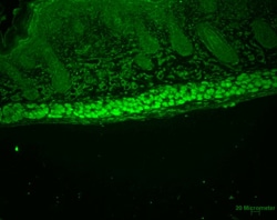 Invitrogen AHA1 Monoclonal Antibody (25F2.D9), PE 100 &mu;g; PE:Antibodies,