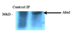 Invitrogen AHA1 Monoclonal Antibody (25F2.D9), PE 100 &mu;g; PE:Antibodies,