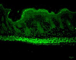 Invitrogen AHA1 Monoclonal Antibody (25F2.D10), PerCP 100 &mu;g; PerCP:Antibodies,