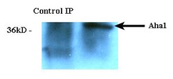 Invitrogen AHA1 Monoclonal Antibody (25F2.D10), PerCP 100 &mu;g; PerCP:Antibodies,