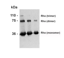 Invitrogen Rhodopsin Monoclonal Antibody (4D2), FITC 100 &mu;g; FITC:Antibodies,
