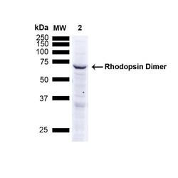 Invitrogen Rhodopsin Monoclonal Antibody (4D2), FITC 100 &mu;g; FITC:Antibodies,