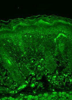 Rhodopsin Monoclonal Antibody (1D4), APC:Antibodies, Monoclonal