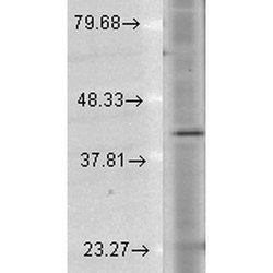 Rhodopsin Monoclonal Antibody (1D4), APC:Antibodies, Monoclonal