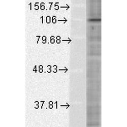 Invitrogen HIF-1 alpha Monoclonal Antibody (ESEE122), APC 100 &mu;g; APC:Antibodies,