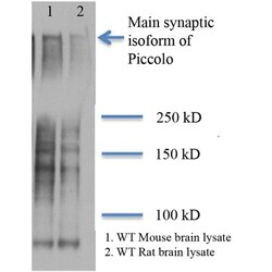 Invitrogen PCLO Monoclonal Antibody (6H9-B6), APC 100 &mu;g; APC:Antibodies,