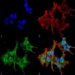 Invitrogen PCLO Monoclonal Antibody (6H9-B6), FITC 100 &mu;g; FITC:Antibodies,