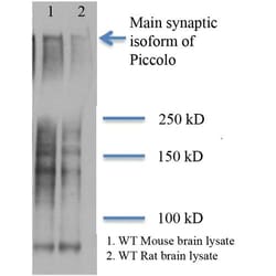 Invitrogen PCLO Monoclonal Antibody (6H9-B6), FITC 100 &mu;g; FITC:Antibodies,