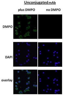 Invitrogen DMPO Monoclonal Antibody (N1664A), FITC 100 &mu;g; FITC:Antibodies,