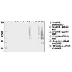 Invitrogen DMPO Monoclonal Antibody (N1664A), FITC 100 &mu;g; FITC:Antibodies,