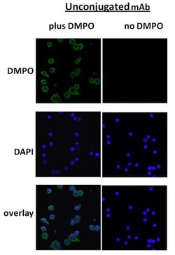 Invitrogen DMPO Monoclonal Antibody (N1664A), PerCP 100 &mu;g | Buy Online | Invitrogen&trade; | Fisher Scientific