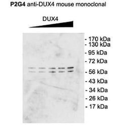 Invitrogen DUX4 Monoclonal Antibody (P2B1), APC 100 &mu;g | Buy Online | Invitrogen&trade; | Fisher Scientific