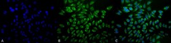 Invitrogen GRP78 Monoclonal Antibody (1H11-1H7), PerCP 100 &mu;g | Buy Online | Invitrogen&trade; | Fisher Scientific