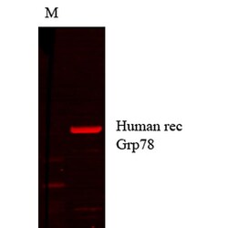 Invitrogen GRP78 Monoclonal Antibody (1H11-1H7), PerCP 100 &mu;g | Buy Online | Invitrogen&trade; | Fisher Scientific
