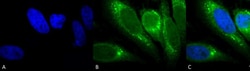 Invitrogen GRP78 Monoclonal Antibody (1H11-1H7), PE 100 &mu;g; PE:Antibodies,