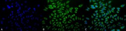 Invitrogen GRP78 Monoclonal Antibody (1H11-1H7), PE 100 &mu;g; PE:Antibodies,