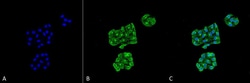 Invitrogen GRP78 Monoclonal Antibody (6H4-2G7), PerCP 100 &mu;g; PerCP:Antibodies,