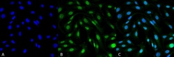 Invitrogen MDC1 Monoclonal Antibody (P2B11), FITC 100 &mu;g; FITC:Antibodies,