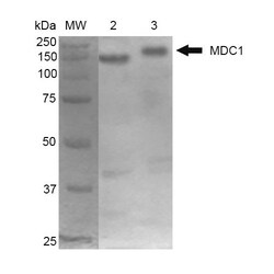 Invitrogen MDC1 Monoclonal Antibody (P2B11), FITC 100 &mu;g; FITC:Antibodies,