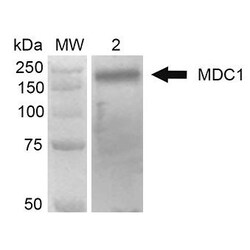 Invitrogen MDC1 Monoclonal Antibody (P2B11), PE 100 &mu;g; PE:Anticorps,