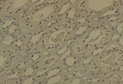 Invitrogen DNMT1 Monoclonal Antibody (60B1220.1), APC 100 &mu;g; APC:Antibodies,