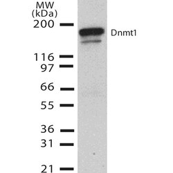 Invitrogen DNMT1 Monoclonal Antibody (60B1220.1), APC 100 &mu;g; APC:Antibodies,