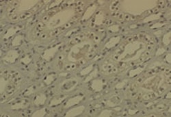 Invitrogen DNMT1 Monoclonal Antibody (60B1220.1), FITC 100 &mu;g; FITC:Antibodies,