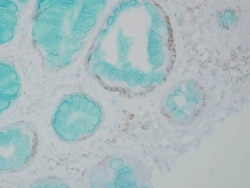 Invitrogen DNMT1 Monoclonal Antibody (60B1220.1), FITC 100 &mu;g; FITC:Antibodies,