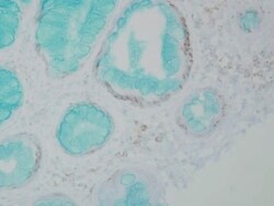 Invitrogen DNMT1 Monoclonal Antibody (60B1220.1), PerCP 100 &mu;g; PerCP:Antibodies,