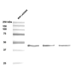 Invitrogen SERPINH1 Monoclonal Antibody (1C4-1A6), APC 200 &mu;g; APC:Antibodies,