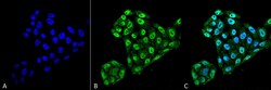Invitrogen TXNDC5 Monoclonal Antibody (2E7/7), FITC 100 &mu;g; FITC:Antibodies,