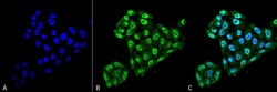 Invitrogen TXNDC5 Monoclonal Antibody (2E7/7), PerCP 100 &mu;g; PerCP:Antibodies,