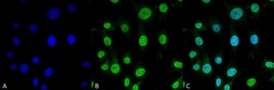 Invitrogen TRAP1 Monoclonal Antibody (3H4-2H6), APC 100 &mu;g; APC:Antibodies,