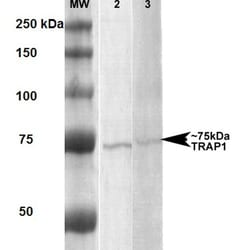 Invitrogen TRAP1 Monoclonal Antibody (3H4-2H6), FITC 100 &mu;g | Buy Online | Invitrogen&trade; | Fisher Scientific