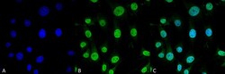 Invitrogen TRAP1 Monoclonal Antibody (3H4-2H6), PerCP 100 &mu;g; PerCP:Antibodies,