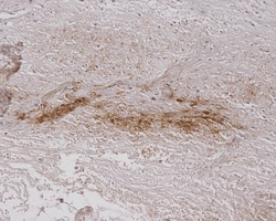 Invitrogen Alginate Monoclonal Antibody (4B10-1C5), PE 100 &mu;g; PE:Antibodies,