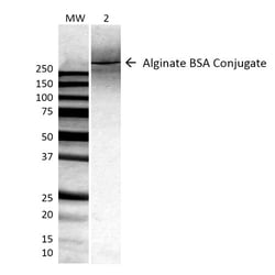 Invitrogen Alginate Monoclonal Antibody (4B10-1C5), PE 100 &mu;g; PE:Antibodies,