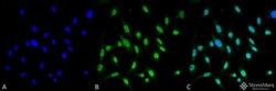 Invitrogen GRP78 Monoclonal Antibody (3C5-1A4), APC 100 &mu;g; APC:Antibodies,