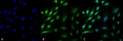 Invitrogen Ubiquitin Monoclonal Antibody (FK1), APC 100 &mu;g; APC:Antibodies,
