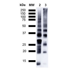Invitrogen Ubiquitin Monoclonal Antibody (FK1), PerCP 100 &mu;g | Buy Online | Invitrogen&trade; | Fisher Scientific