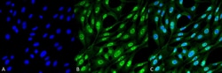 Invitrogen Ubiquitin Monoclonal Antibody (FK2), PerCP 100 &mu;g; PerCP:Antibodies,