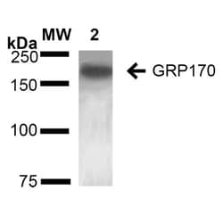 Invitrogen HYOU1 Monoclonal Antibody (6E3-2C3), APC 100 &mu;g; APC:Antibodies,