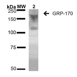 Invitrogen HYOU1 Monoclonal Antibody (6E3-2C3), APC 100 &mu;g; APC:Antibodies,