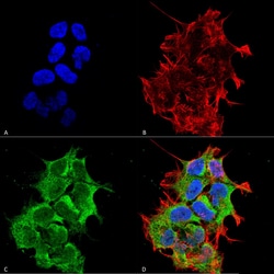 Invitrogen HYOU1 Monoclonal Antibody (6E3-2C3), FITC 100 &mu;g; FITC:Antibodies,