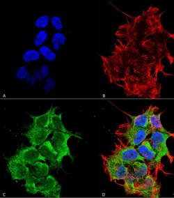 Invitrogen HYOU1 Monoclonal Antibody (6E3-2C3), PE 100 &mu;g; PE:Antibodies,