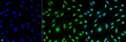 Invitrogen HO-1 Monoclonal Antibody (6B8-2F2), FITC 100 &mu;g; FITC:Antibodies,