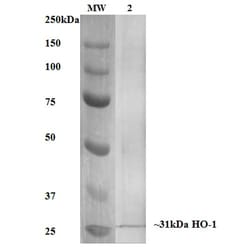 Invitrogen HO-1 Monoclonal Antibody (6B8-2F2), FITC 100 &mu;g; FITC:Antibodies,