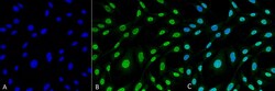 Invitrogen HO-1 Monoclonal Antibody (6B8-2F2), PerCP 100 &mu;g; PerCP:Antibodies,